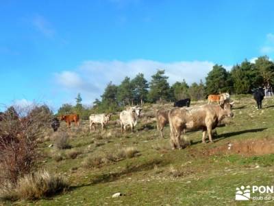 Acebos Montes Carpetanos; viaje senderismo; excursiones semana santa